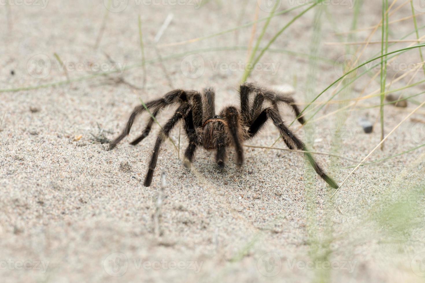 tarantel Spindel stänga på de sand bakgrund foto