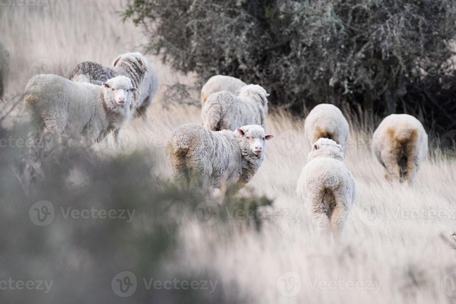 får flock på patagonien gräs bakgrund foto