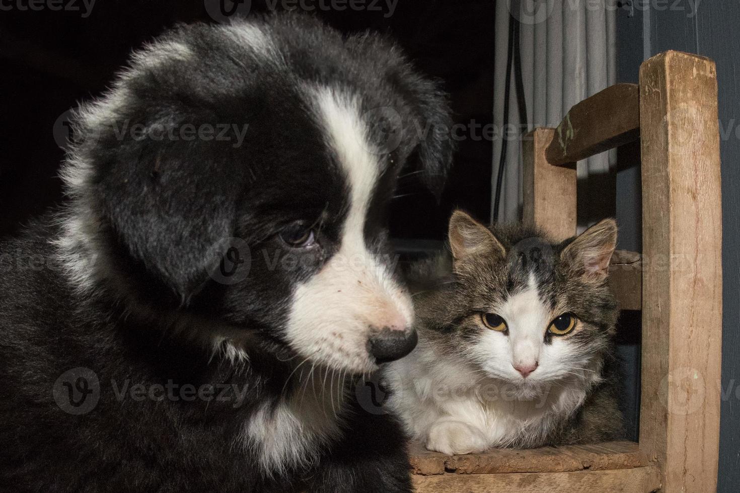 gräns collie valp hund porträtt med en katt foto