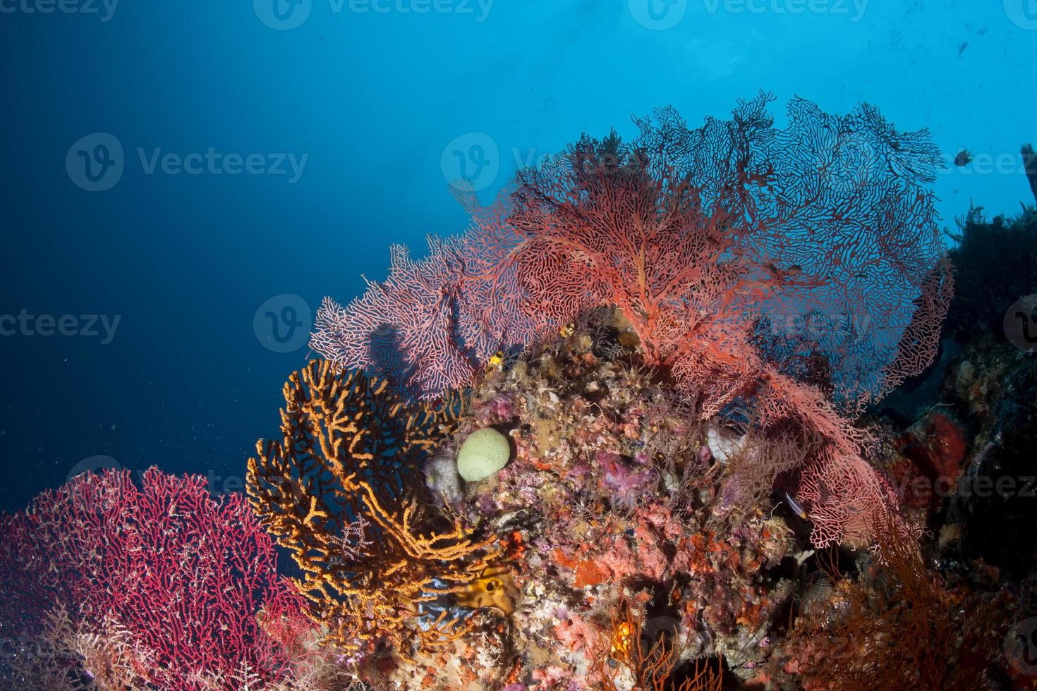 de färgrik under vattnet riken av raja ampat, papua indonesien foto