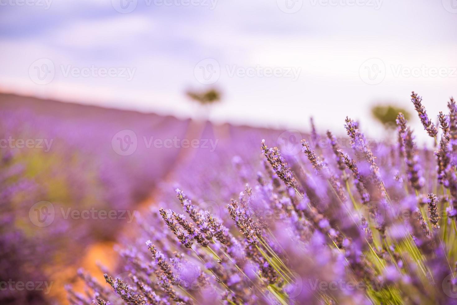 levande färger, fredlig idyllisk sommar natur, fläck blommig scen. närbild av franska lavendel- fält på solnedgång, provence, Frankrike, valensol. sommar natur landskap. skön landskap av lavendel- fält foto