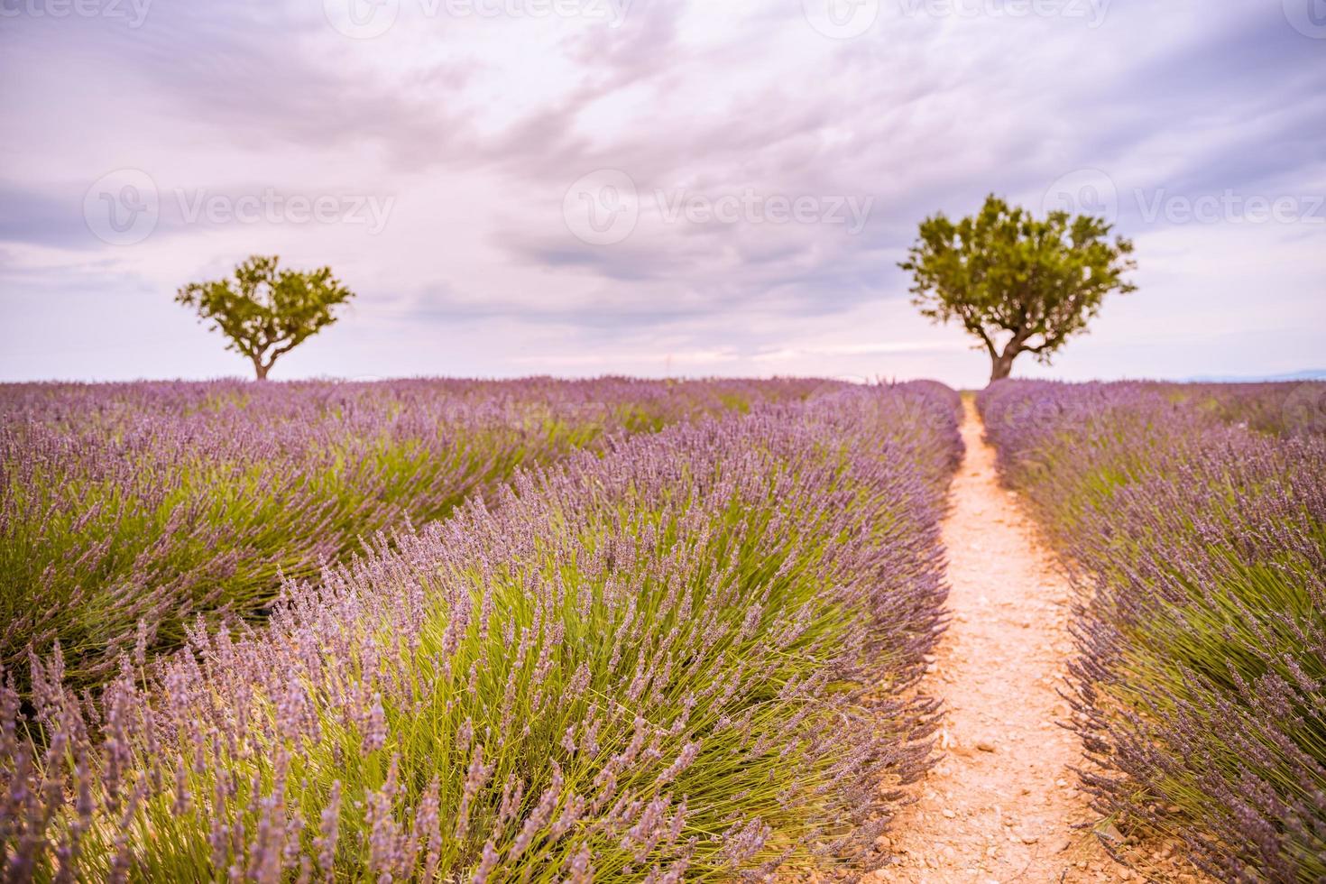 panorama- se av franska lavendel- fält på solnedgång. solnedgång över en violett lavendel- fält i provence, Frankrike, valensol. sommar natur landskap. skön landskap av lavendel- fält, lyft upp färger foto