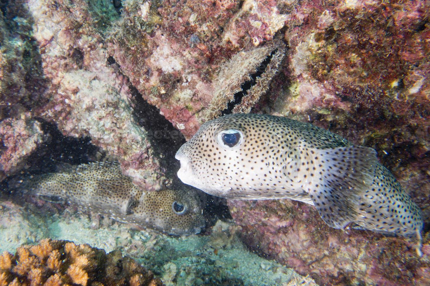 låda puffer fisk under vattnet porträtt foto