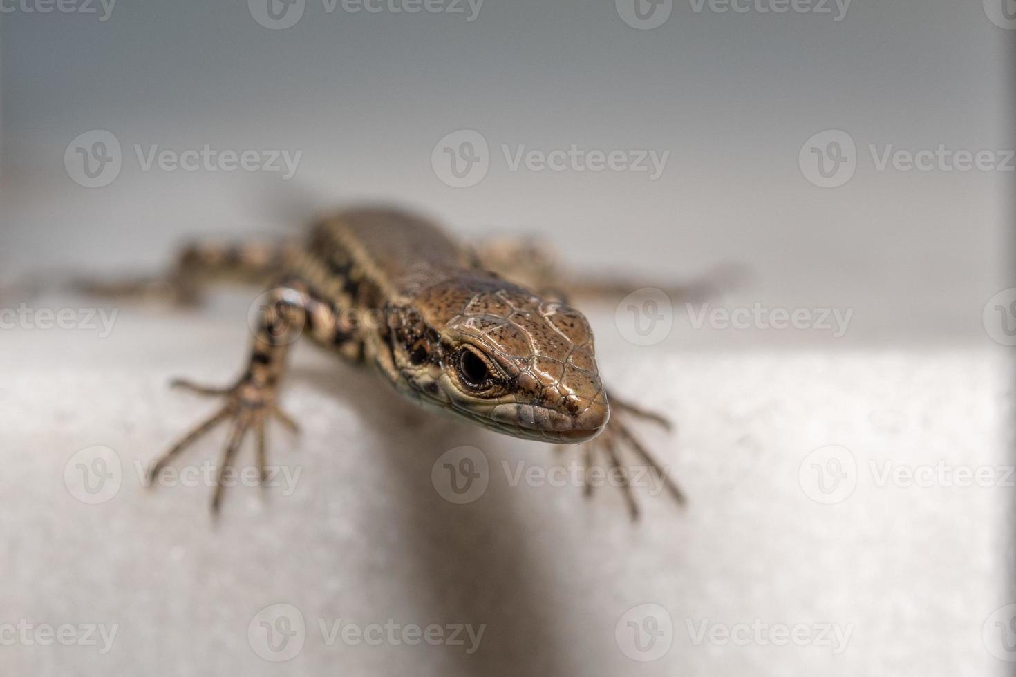 europeisk ödla makro detalj porträtt foto