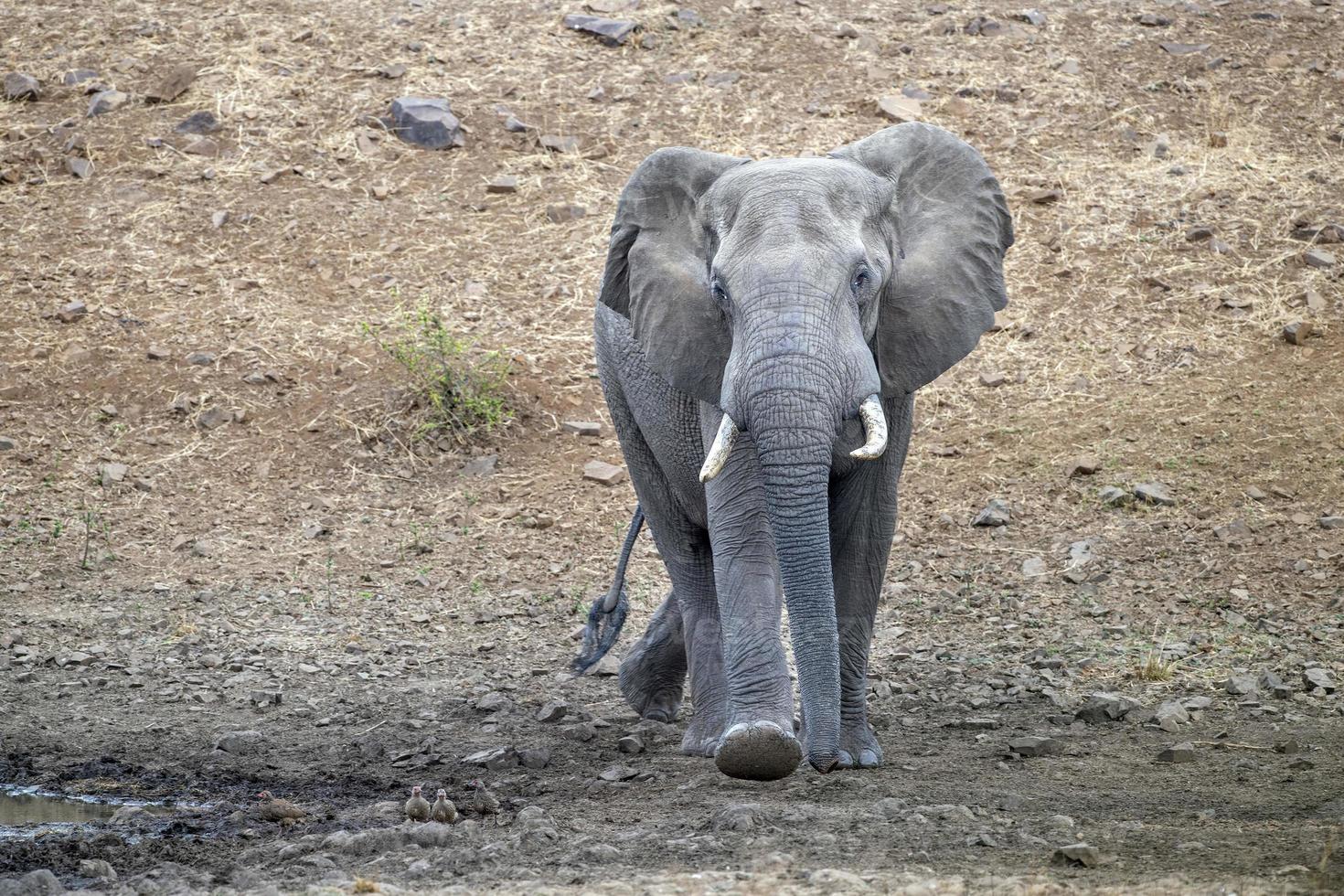 elefant i kruger parkera söder afrika kommande till du foto