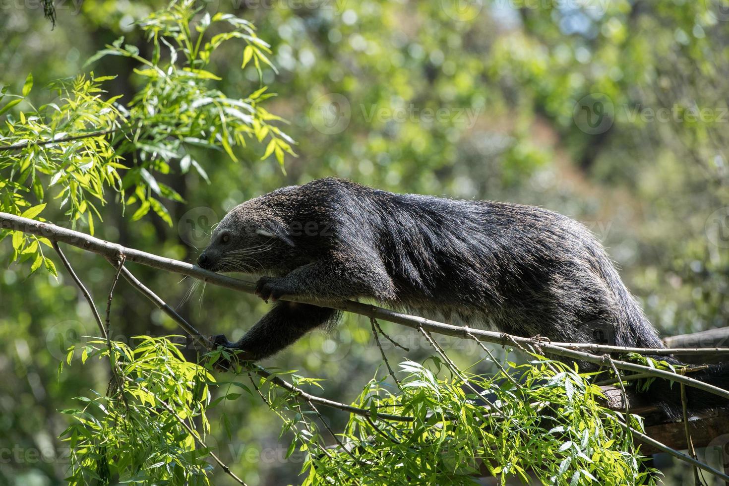 binturong asiatisk Björn stänga upp porträtt foto