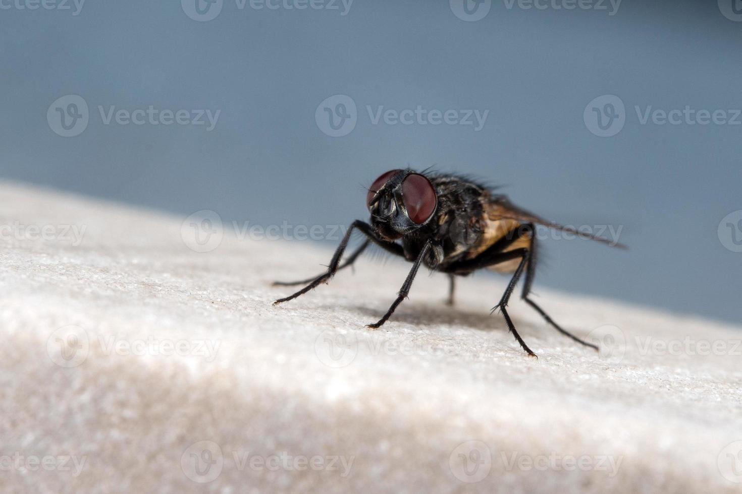 flyga makro stänga upp porträtt foto