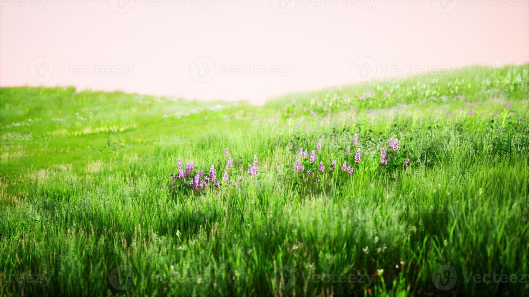 landskap se av grön gräs på backe foto
