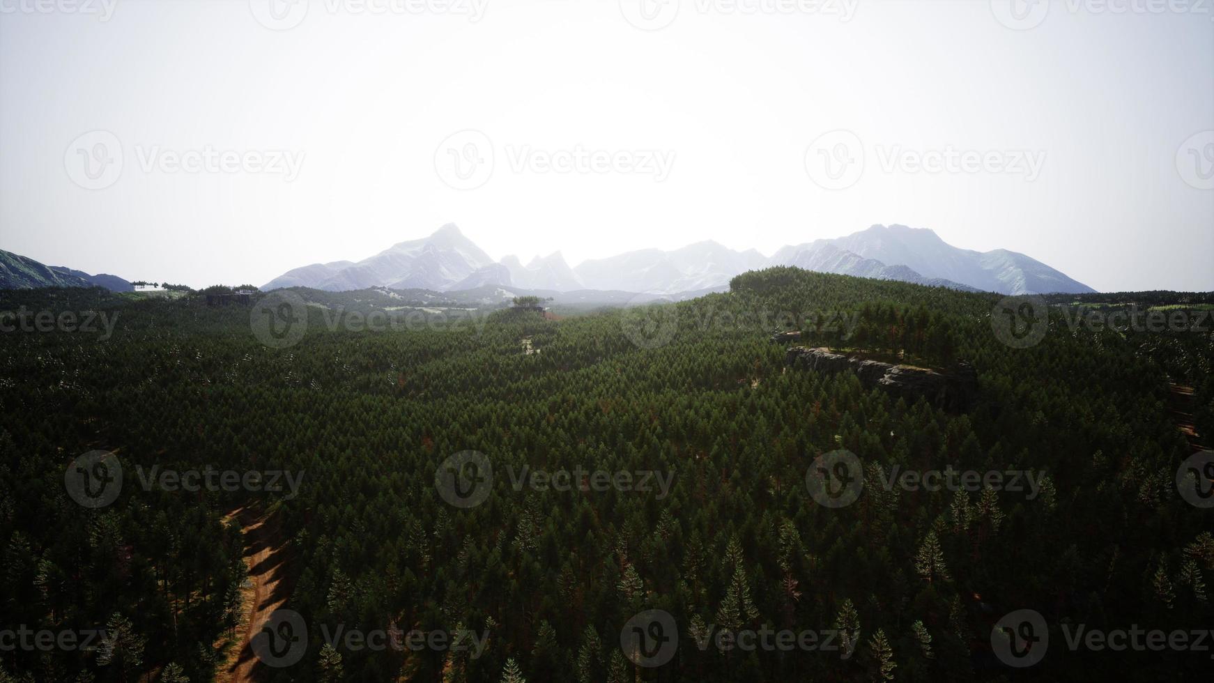 skog av tall i de bergen foto