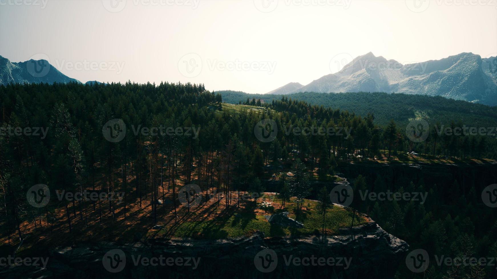 granskog på en dimmig dag foto