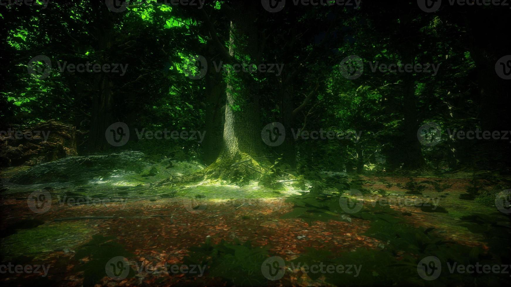 regn skog i central Amerika foto