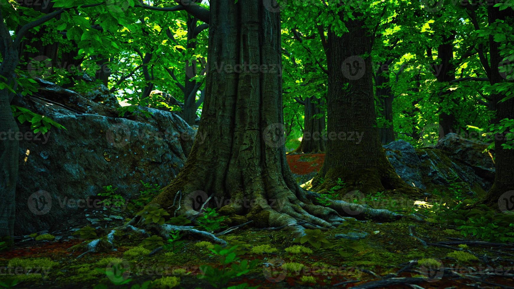 träd rötter med grön mossa på vår foto