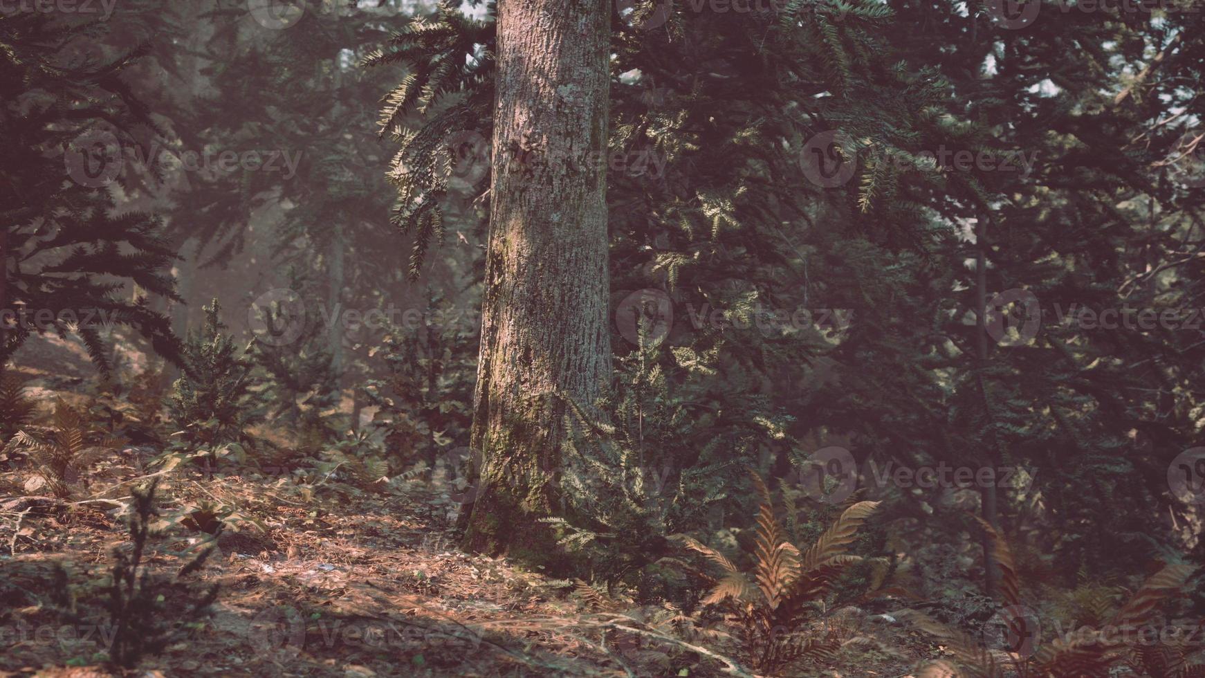 solljus som förs in i höst barr- skog på en dimmig morgon- foto