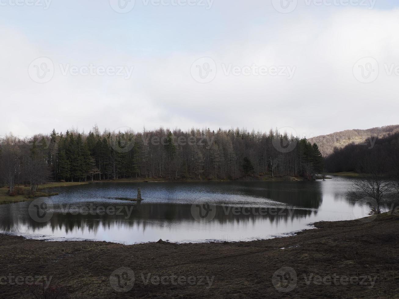 bok skog med en mycket gammal träd i calamone ventasso sjö Italien foto