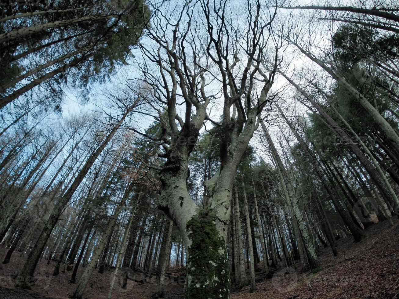 bok skog med en mycket gammal träd i calamone ventasso sjö Italien foto