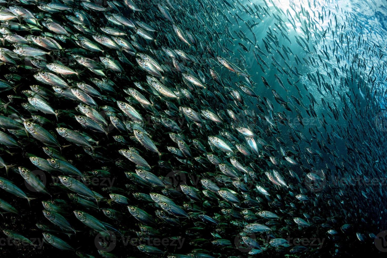 sardin skola av fisk under vattnet bete boll foto