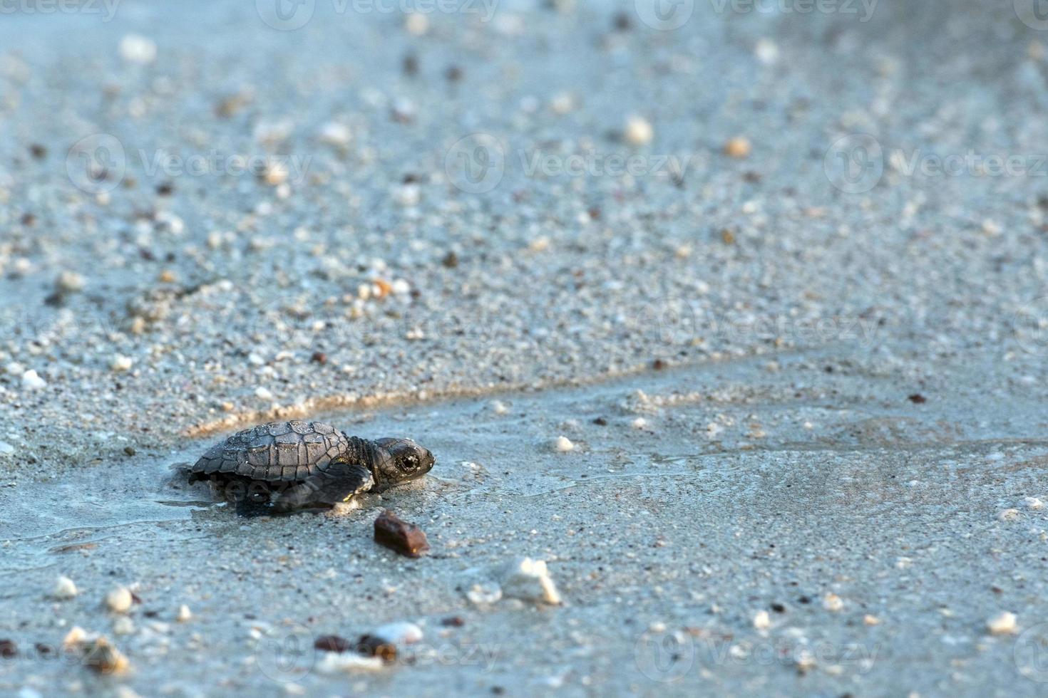 nyfödd bebis grön golfina sköldpadda närmar sig hav foto