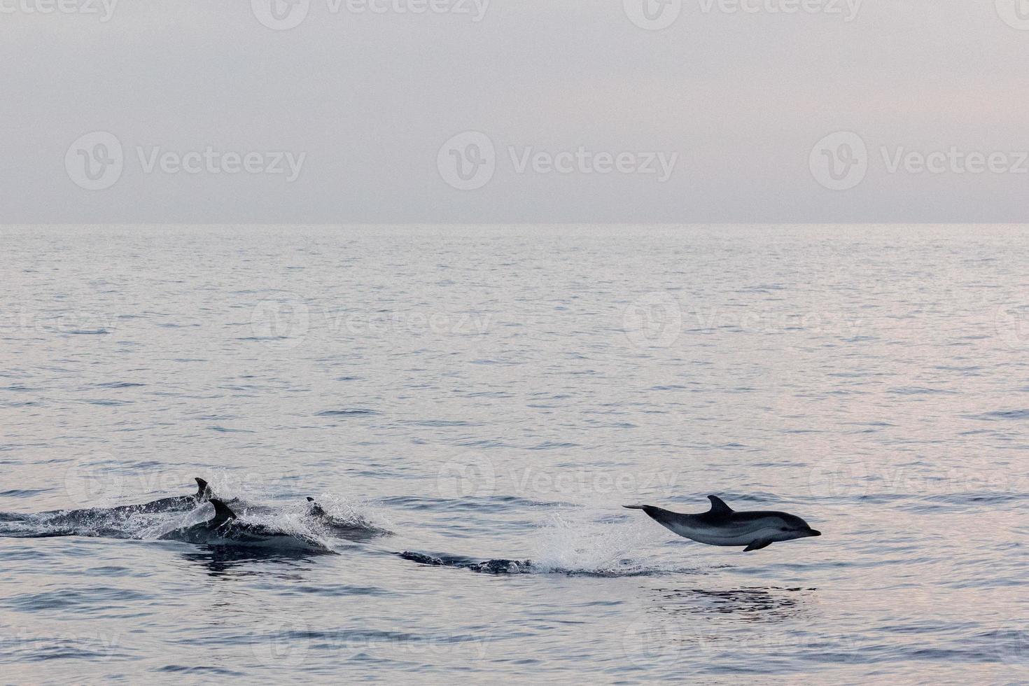 delfin medan Hoppar i de djup blå hav på solnedgång foto