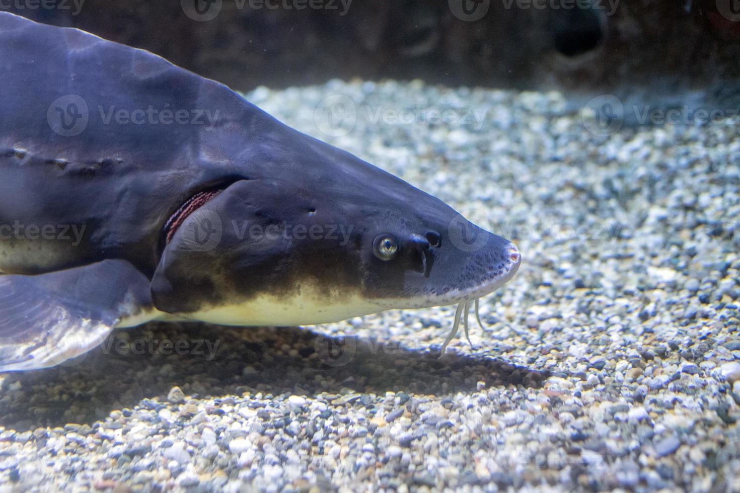 stör fisk kaviar ägg under vattnet foto