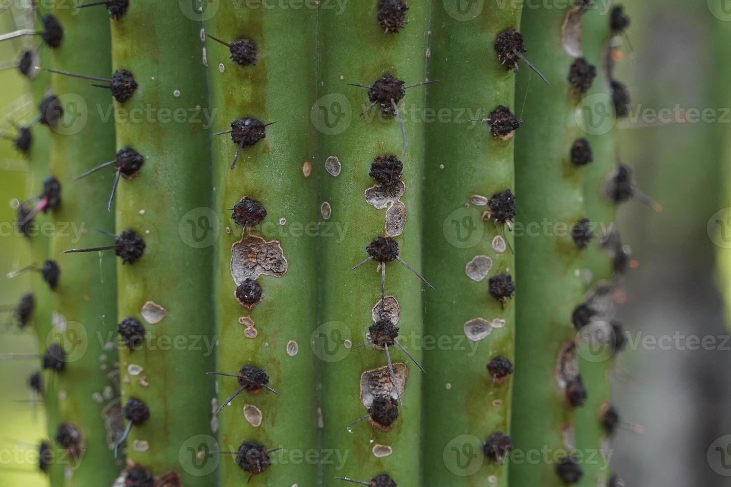 mexikansk kaktus taggar detalj i baja kalifornien foto