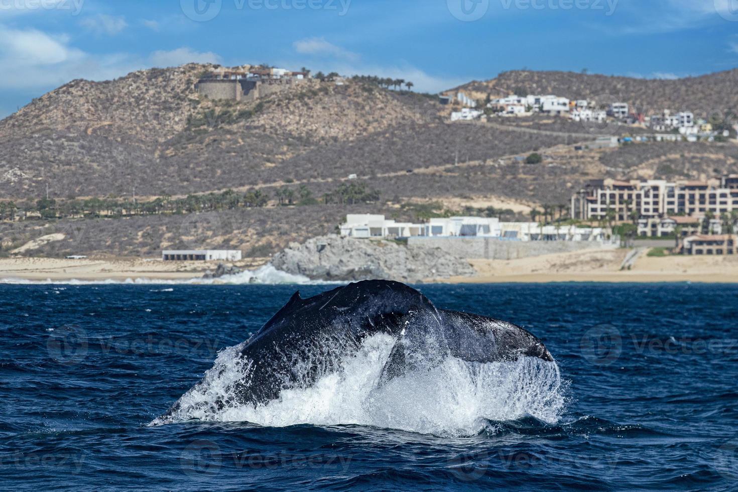 puckelrygg val svans slapping i främre av val tittar på båt i cabo san Lucas mexico foto