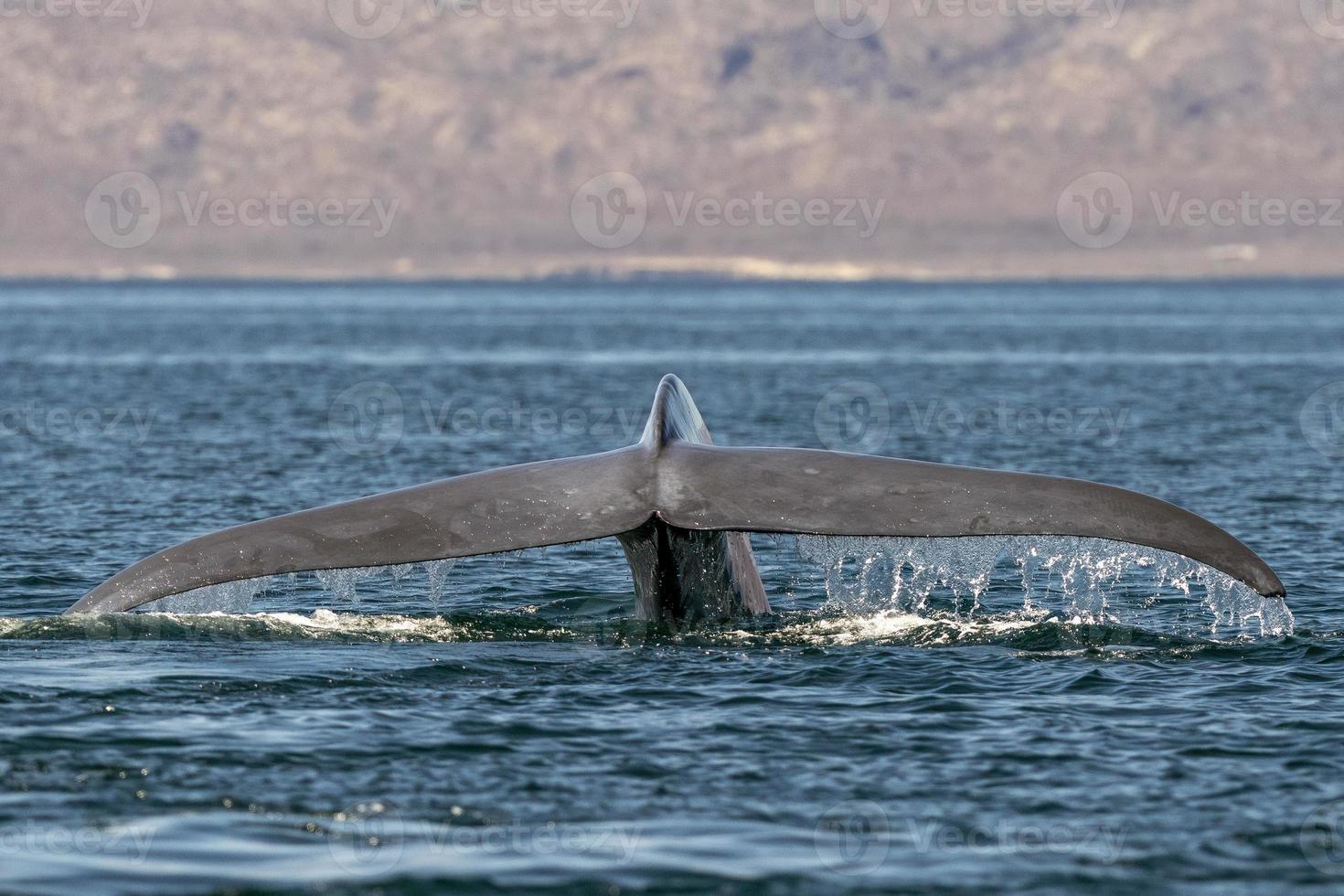 blå val i loreto baja kalifornien mexico endangered största djur- i de värld foto