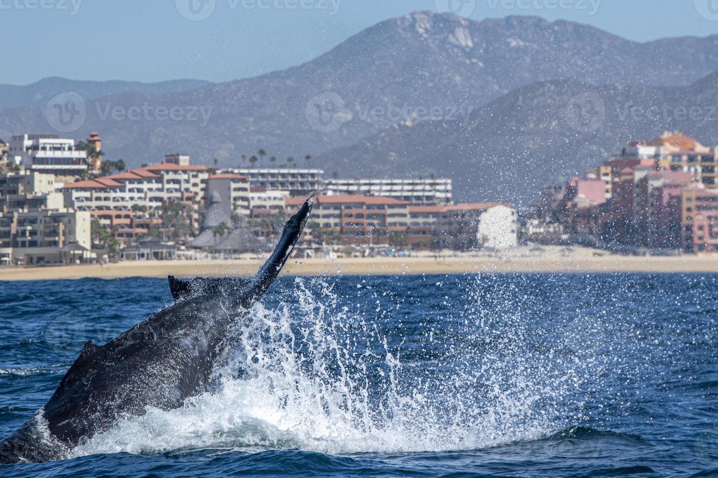 puckelrygg val svans slapping i främre av val tittar på båt i cabo san Lucas mexico foto