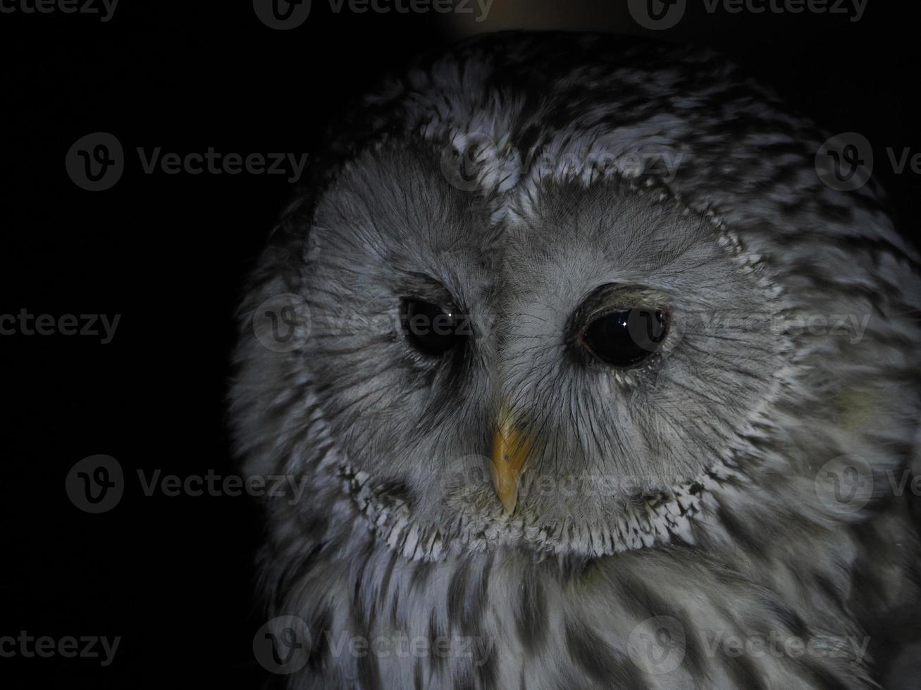 strix uralensis Uggla portait isolerat på svart foto