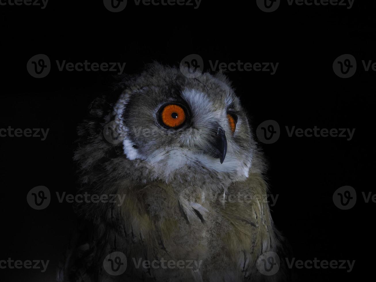 Uggla portait isolerat på svart foto