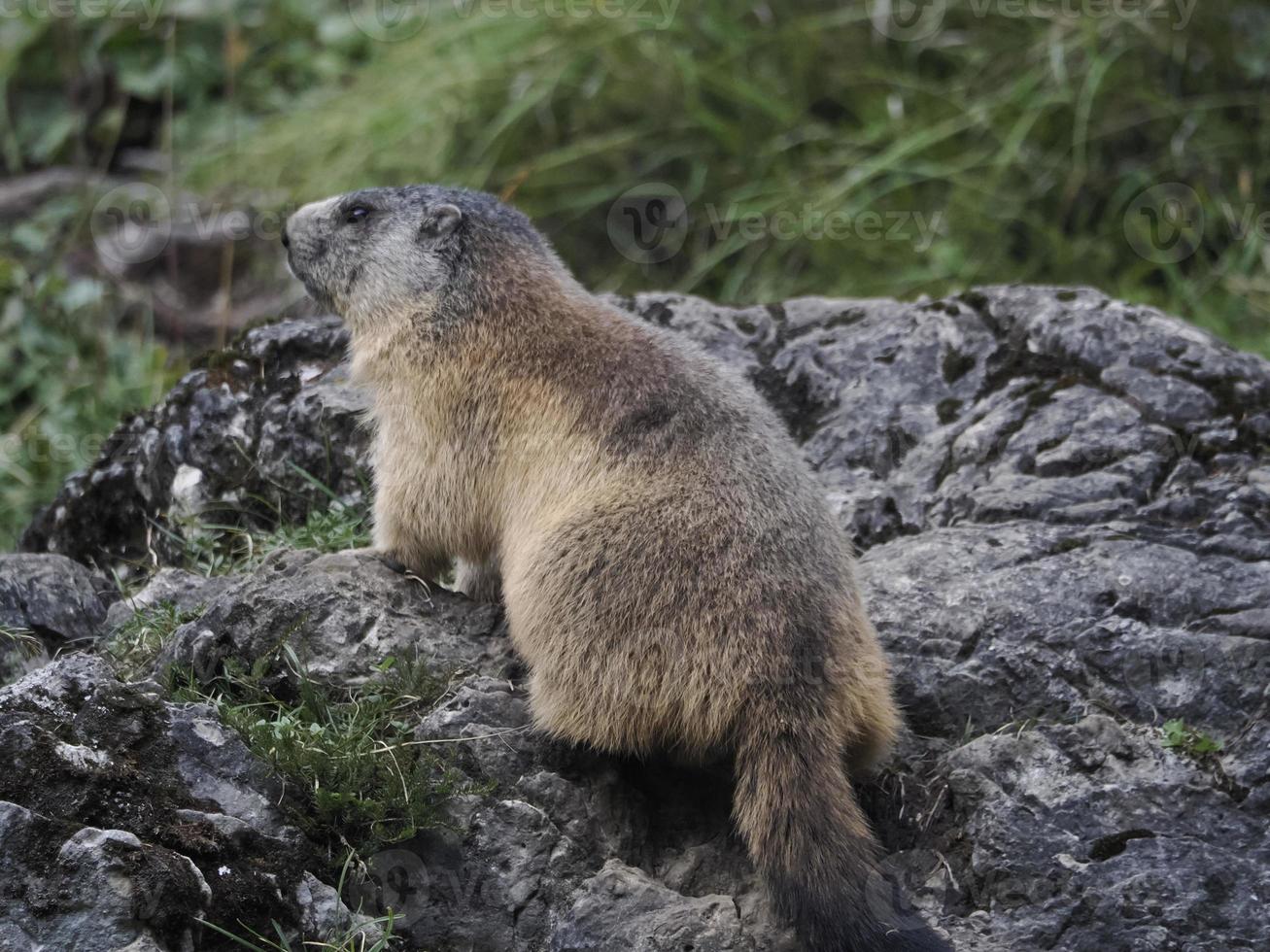 murmeldjur groundhog utanför bo porträtt foto