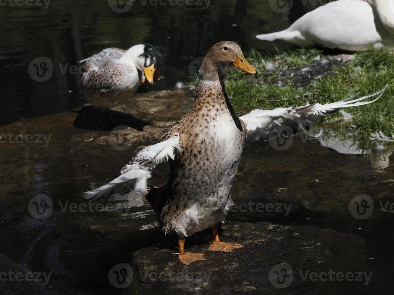 kvinna vild Anka porträtt i de sjö foto