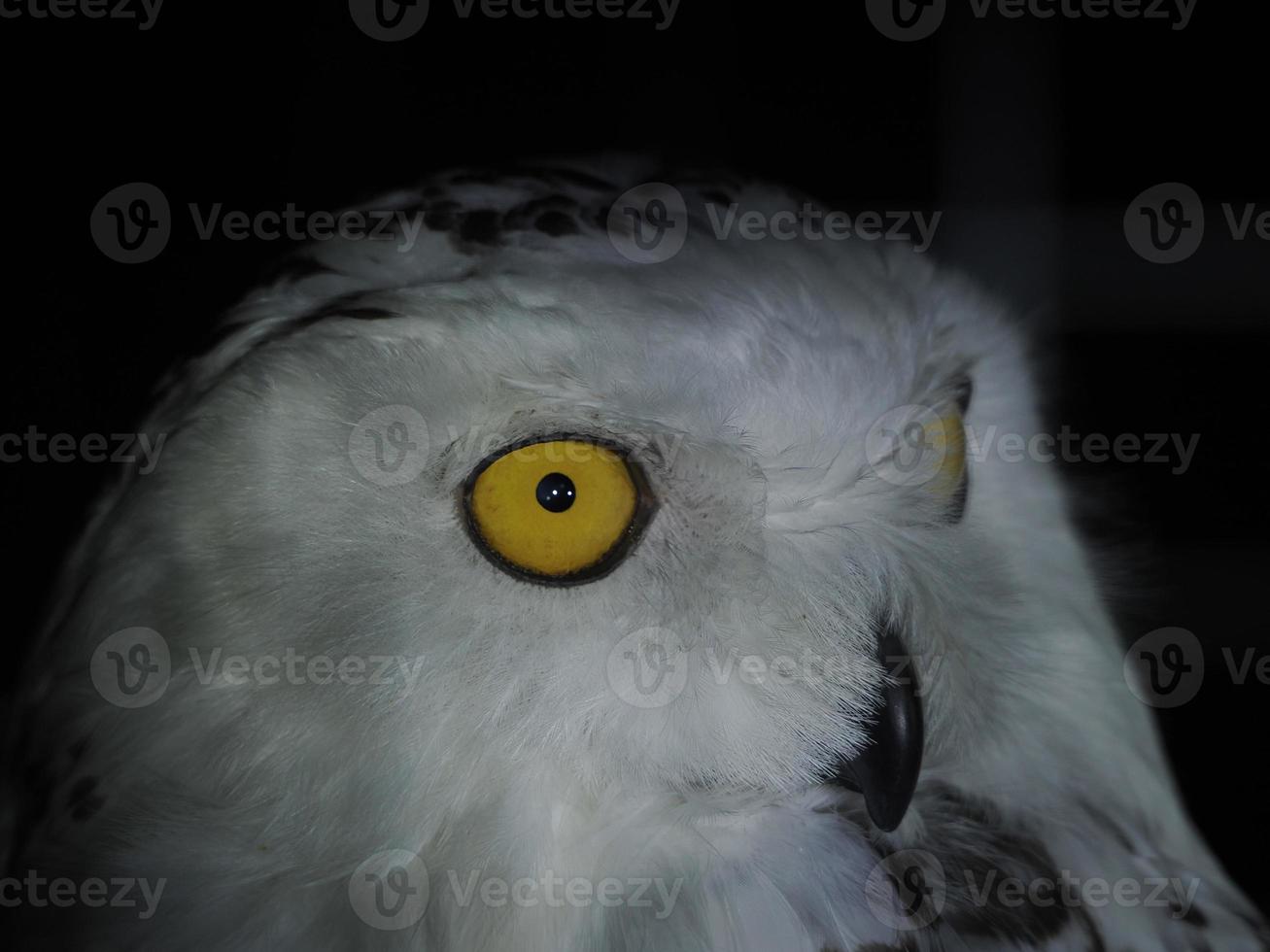 snö Uggla portait isolerat på svart foto