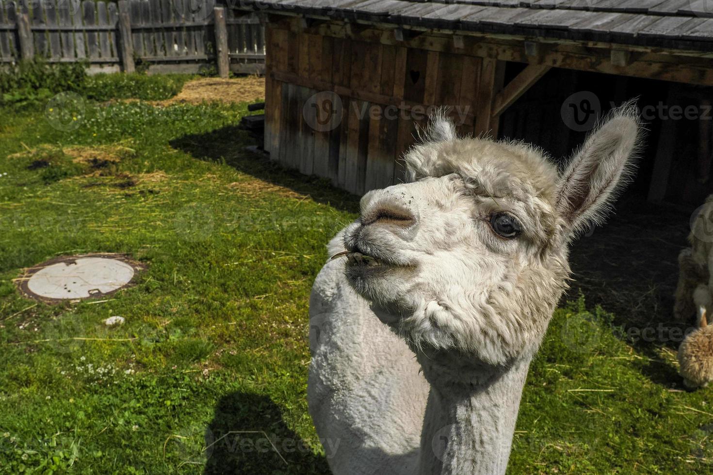 alpacka förtjusande fluffig porträtt ser på du foto