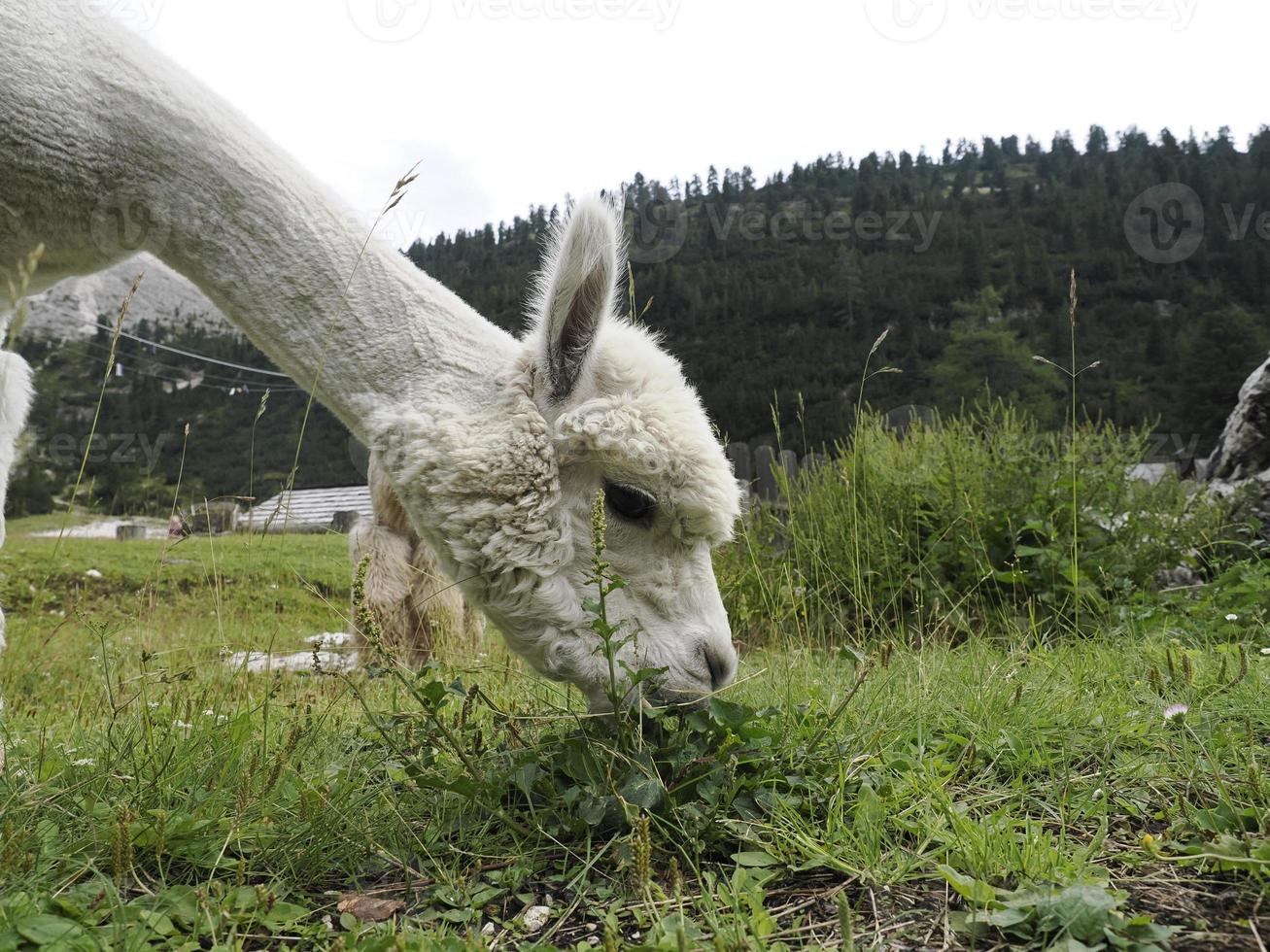 alpacka förtjusande fluffig porträtt ser på du foto