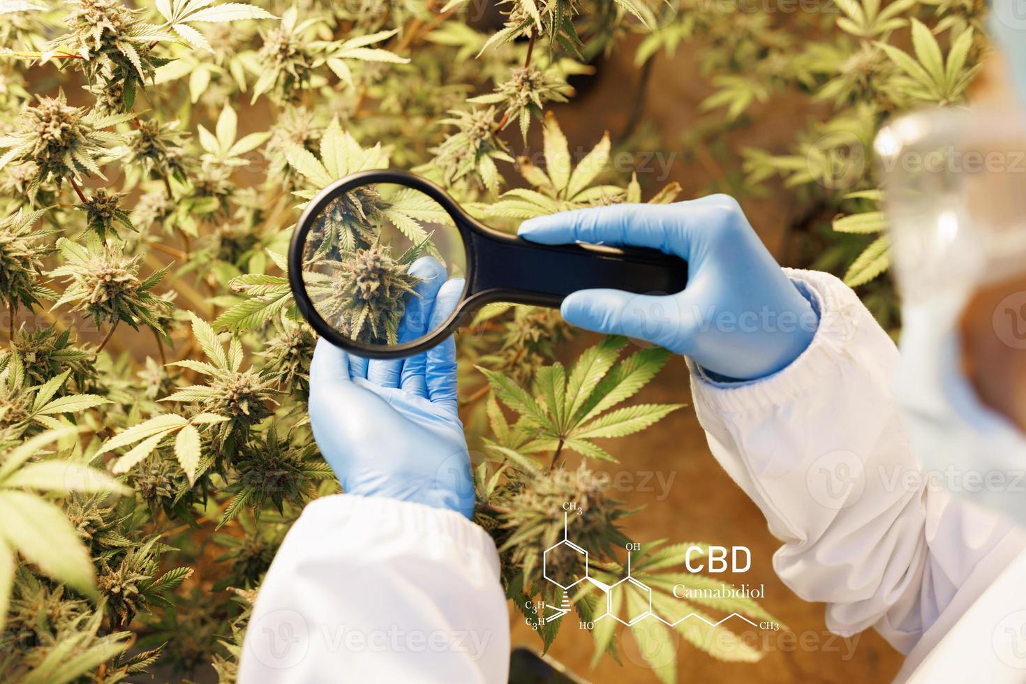 kvinnlig vetenskapsman kontrollerar och undersökte cannabisväxter. marijuana alternativ örtmedicin koncept. foto