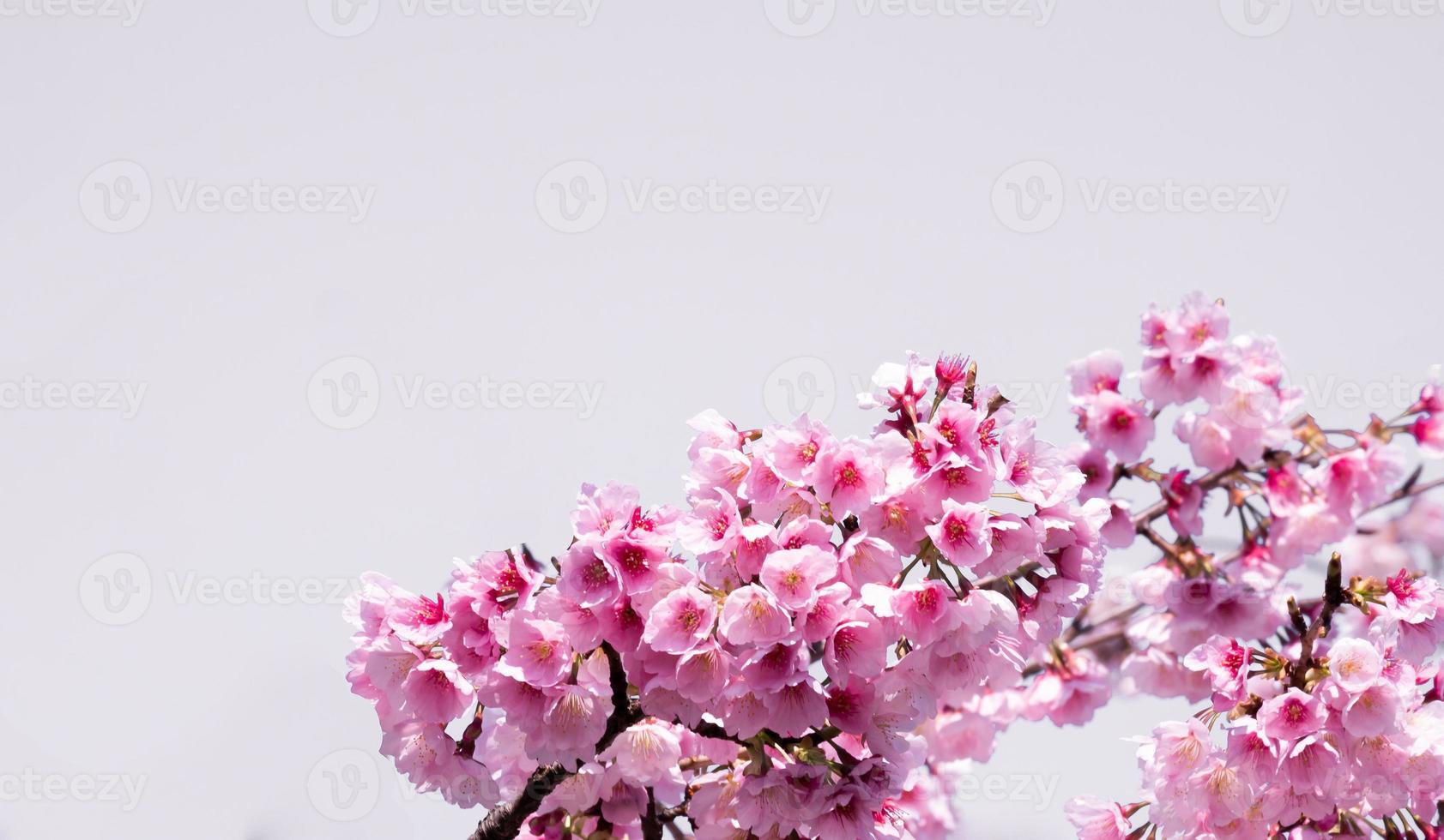 mjuk fokus skön rosa körsbär blommar sakura med uppfriskande i de morgon- i japan foto