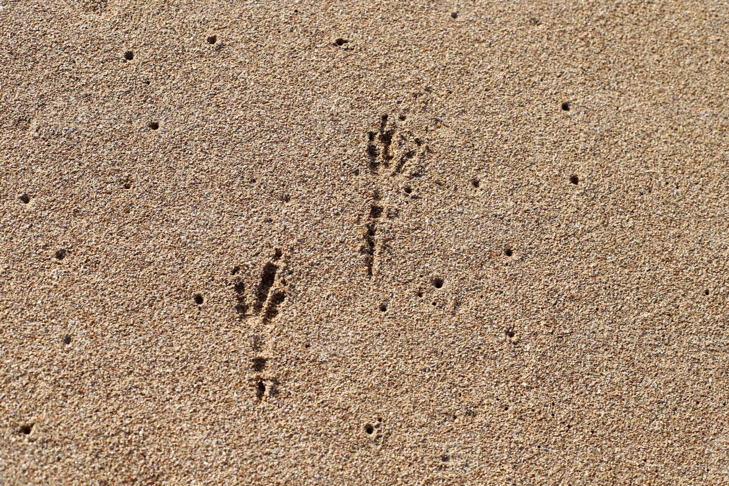 fotspår i sanden vid havet foto