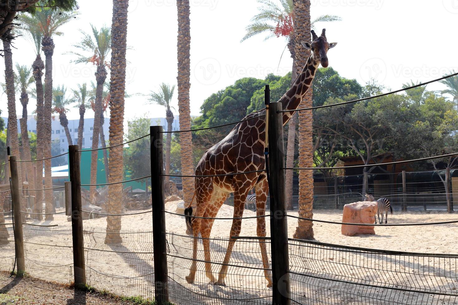 en giraff liv i en Zoo i israel. foto