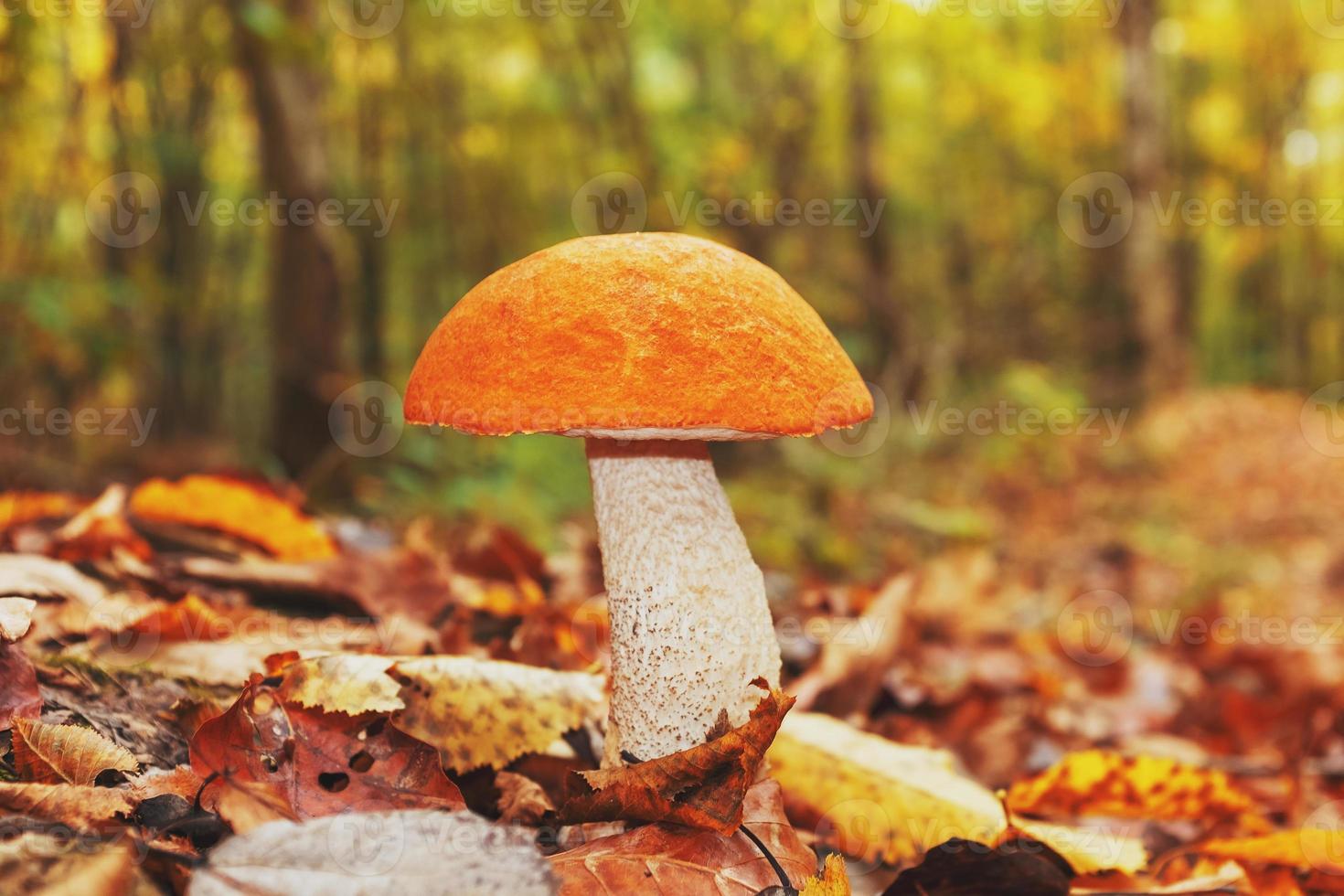 stor svamp med ett orange hatt i de höst skog av de Kaukasus. foto
