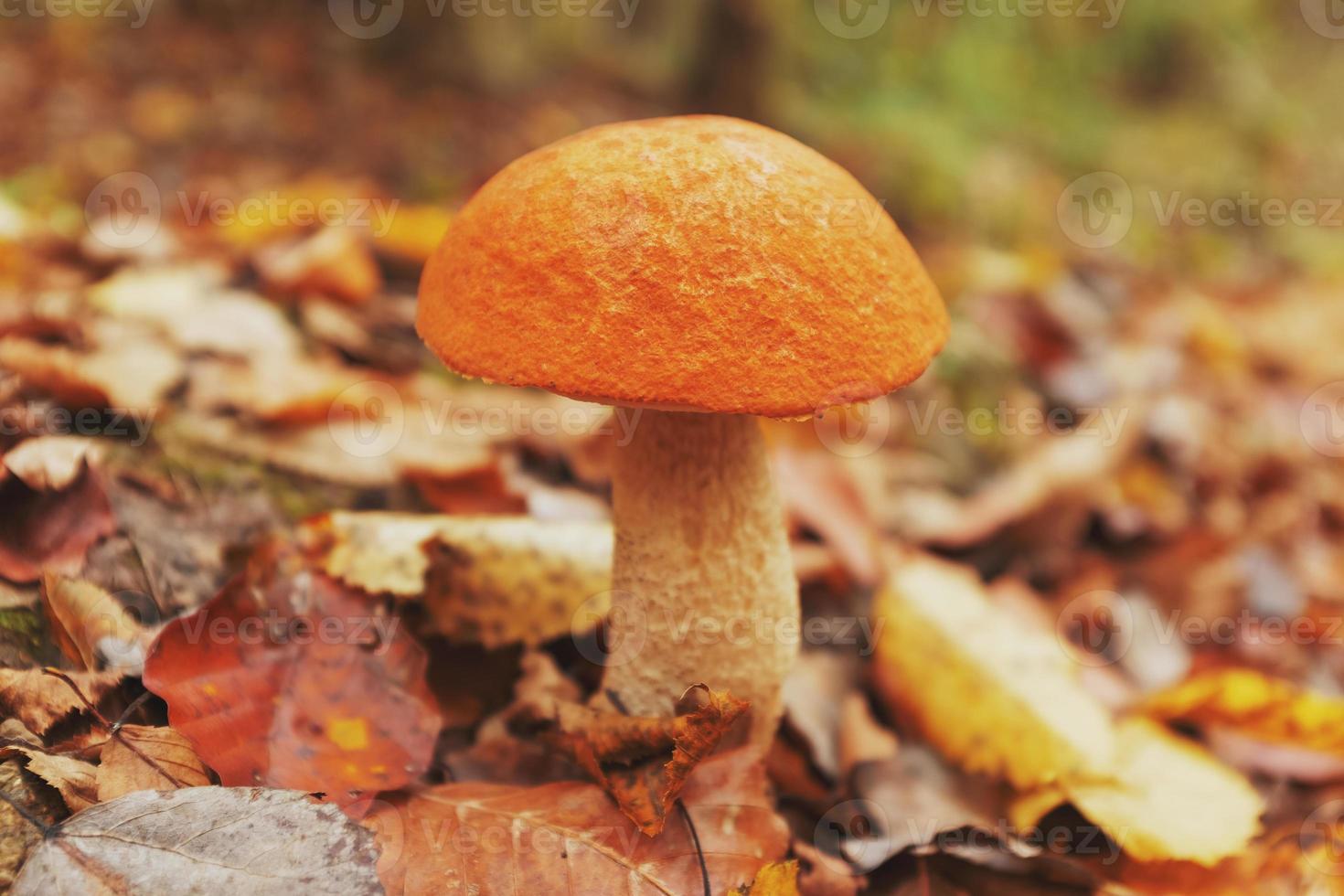 stor svamp med ett orange hatt i de höst skog av de Kaukasus. foto