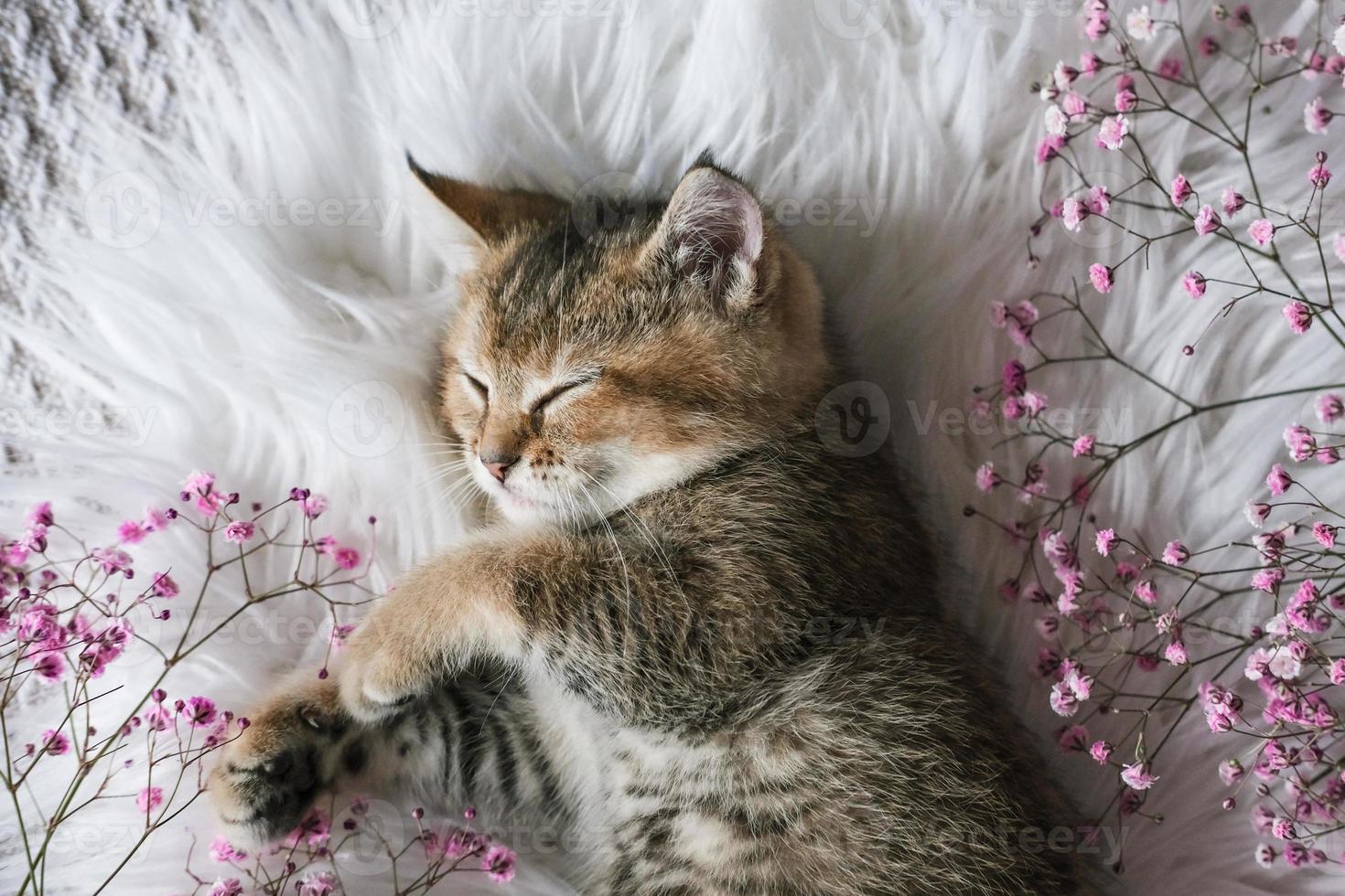 söt skott hetero kattunge och rosa blommor på en vit filt. foto