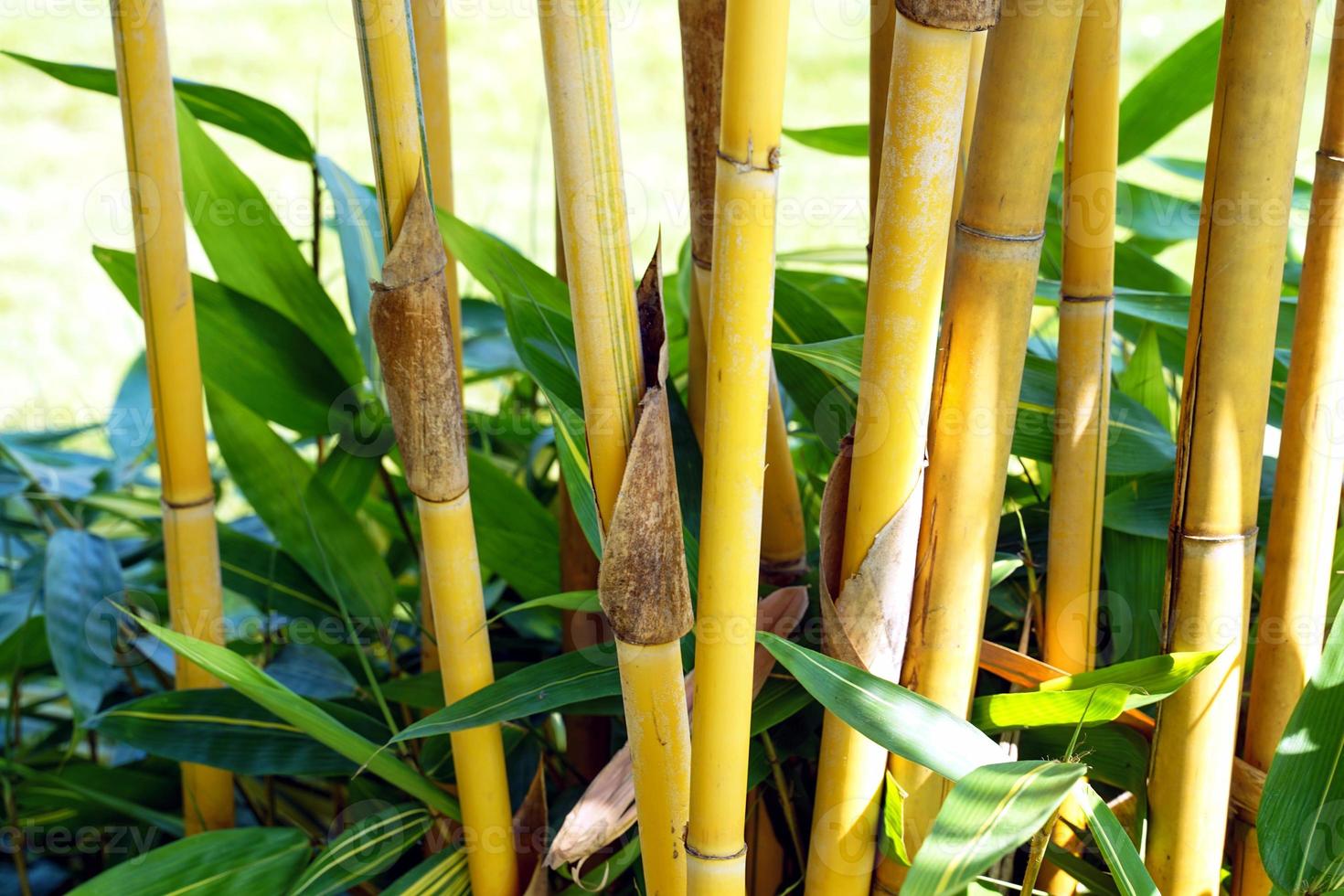 phyllostachys svavelsyra är ett dekorativ bambu planterade i hem, parker, trädgårdar, butiker eftersom den är en skön gyllene gul bambu. mjuk och selektiv fokus. foto