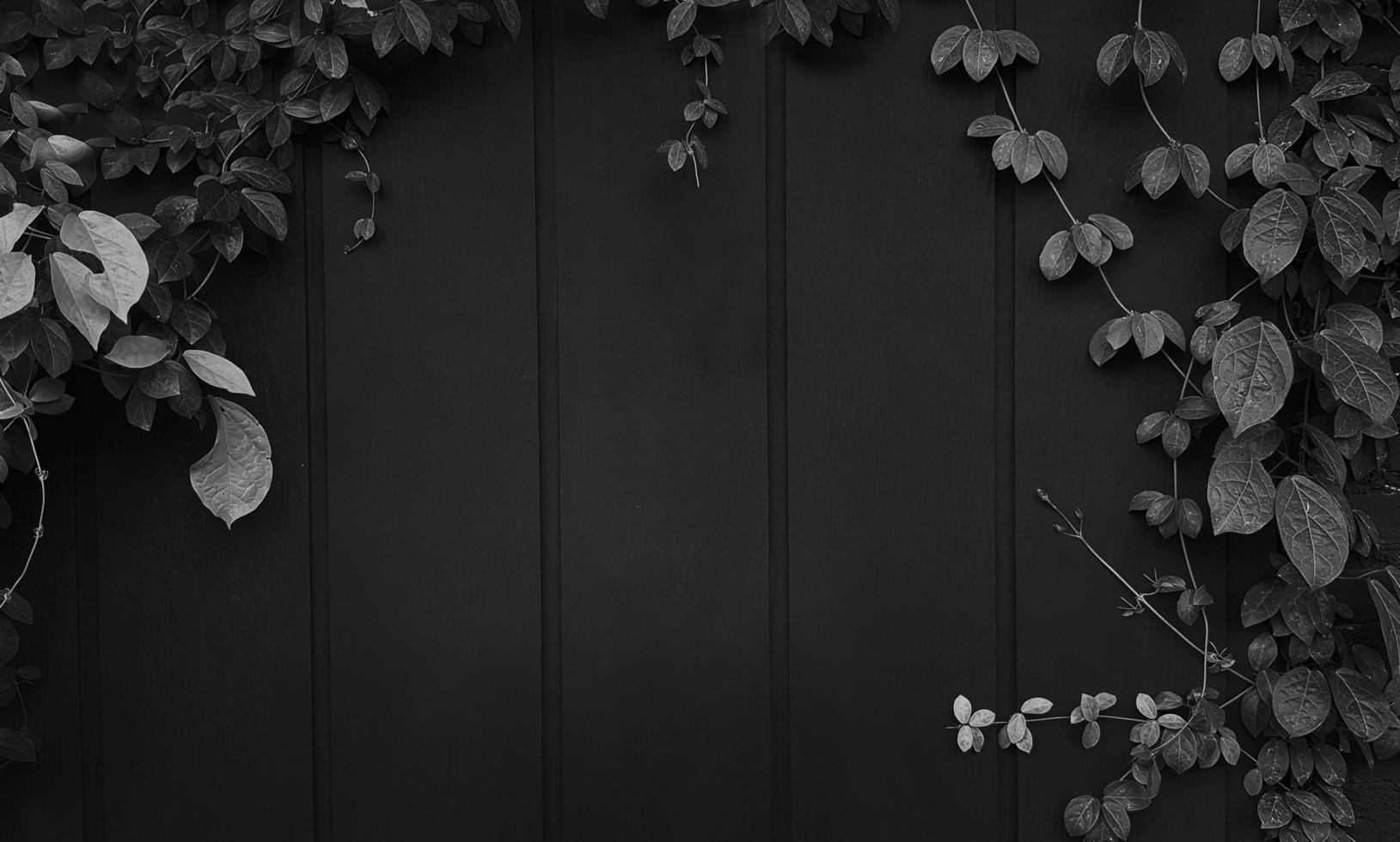 grå vin, murgröna, lian, klättrare eller kryp växt tillväxt på svart trä- vägg med kopia Plats på Centrum eller mitten. skönhet i natur och naturlig. grå löv på tapet eller målad trä bakgrund. foto