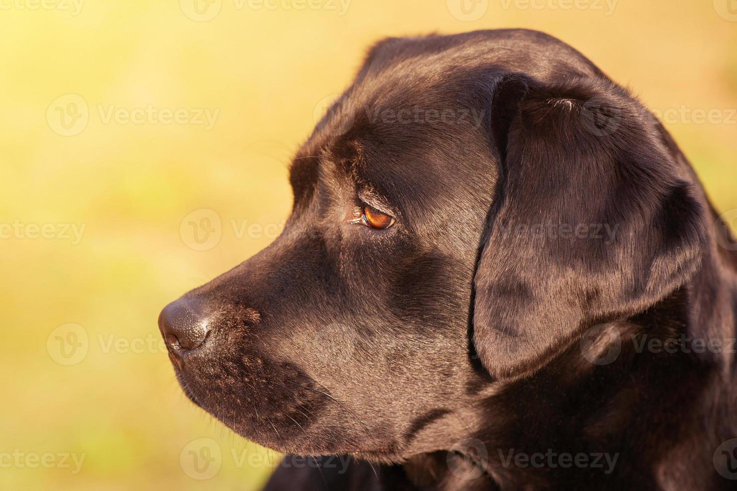 profil av en labrador retriever hund på en grön bakgrund. skön ung labrador hund. foto