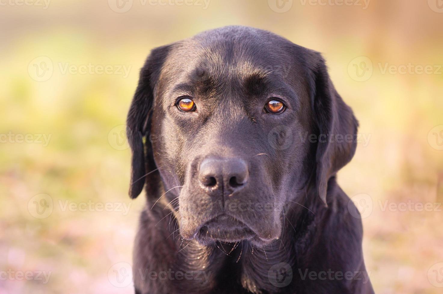 närbild porträtt av en labrador retriever. en sällskapsdjur, ett djur. foto
