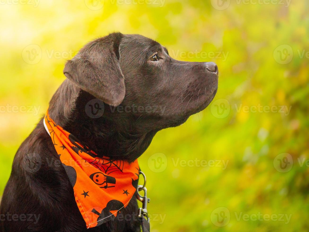 svart labrador retriever hund i ett orange bandana. profil av en ung hund. foto