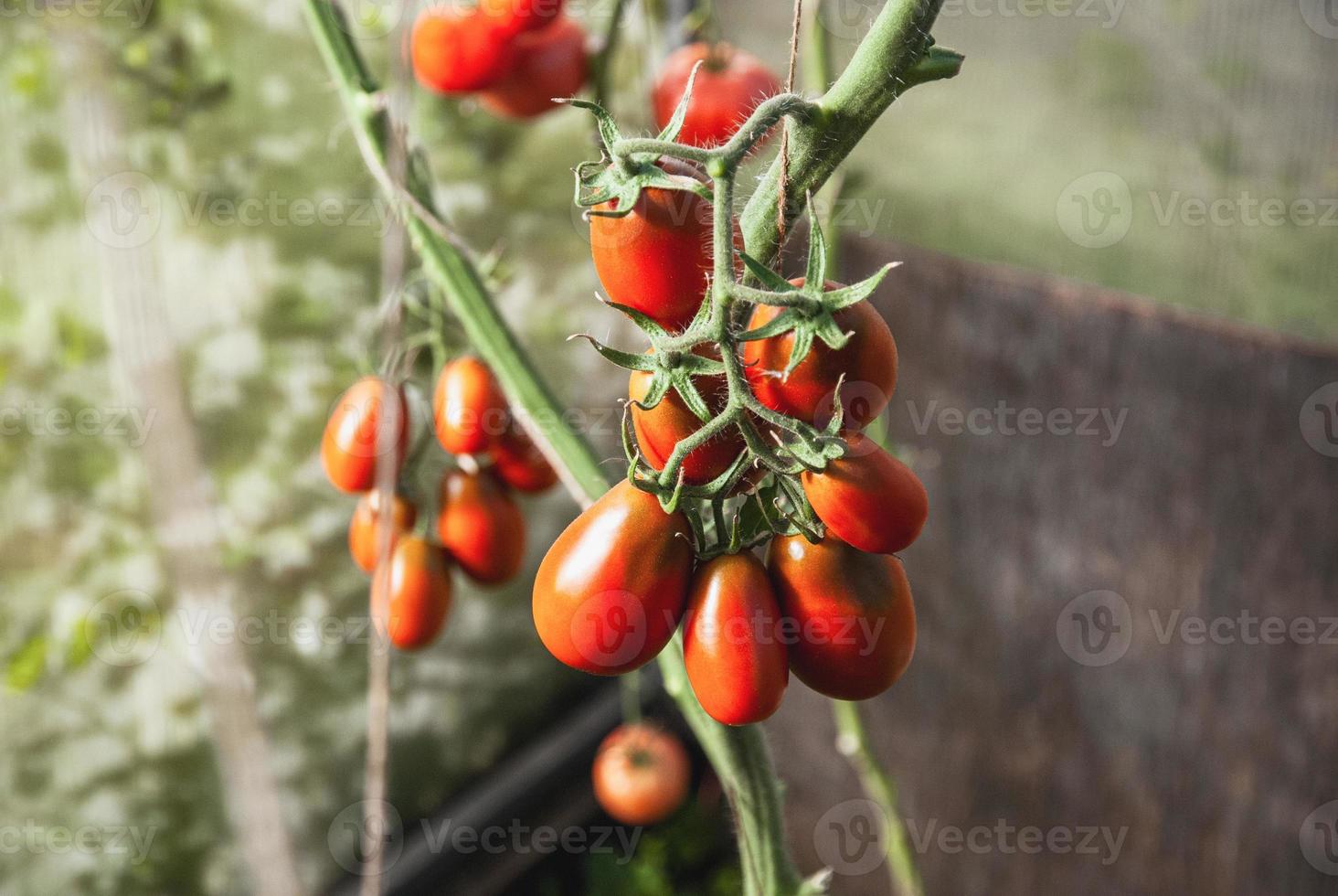 växande växthus tomater foto