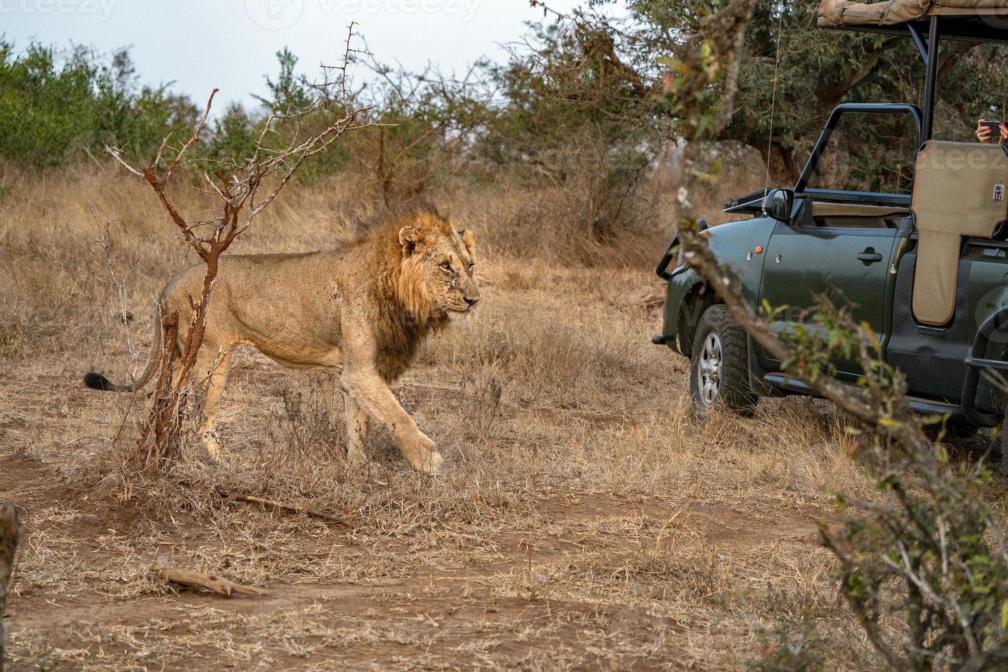 sårad manlig lejon i kruger parkera söder afrika med en safari jeep foto