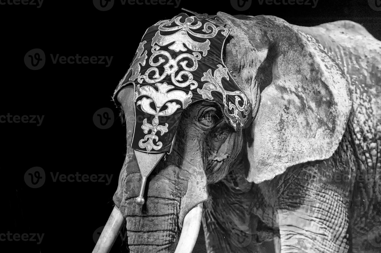 cirkus elefant på svart bakgrund foto