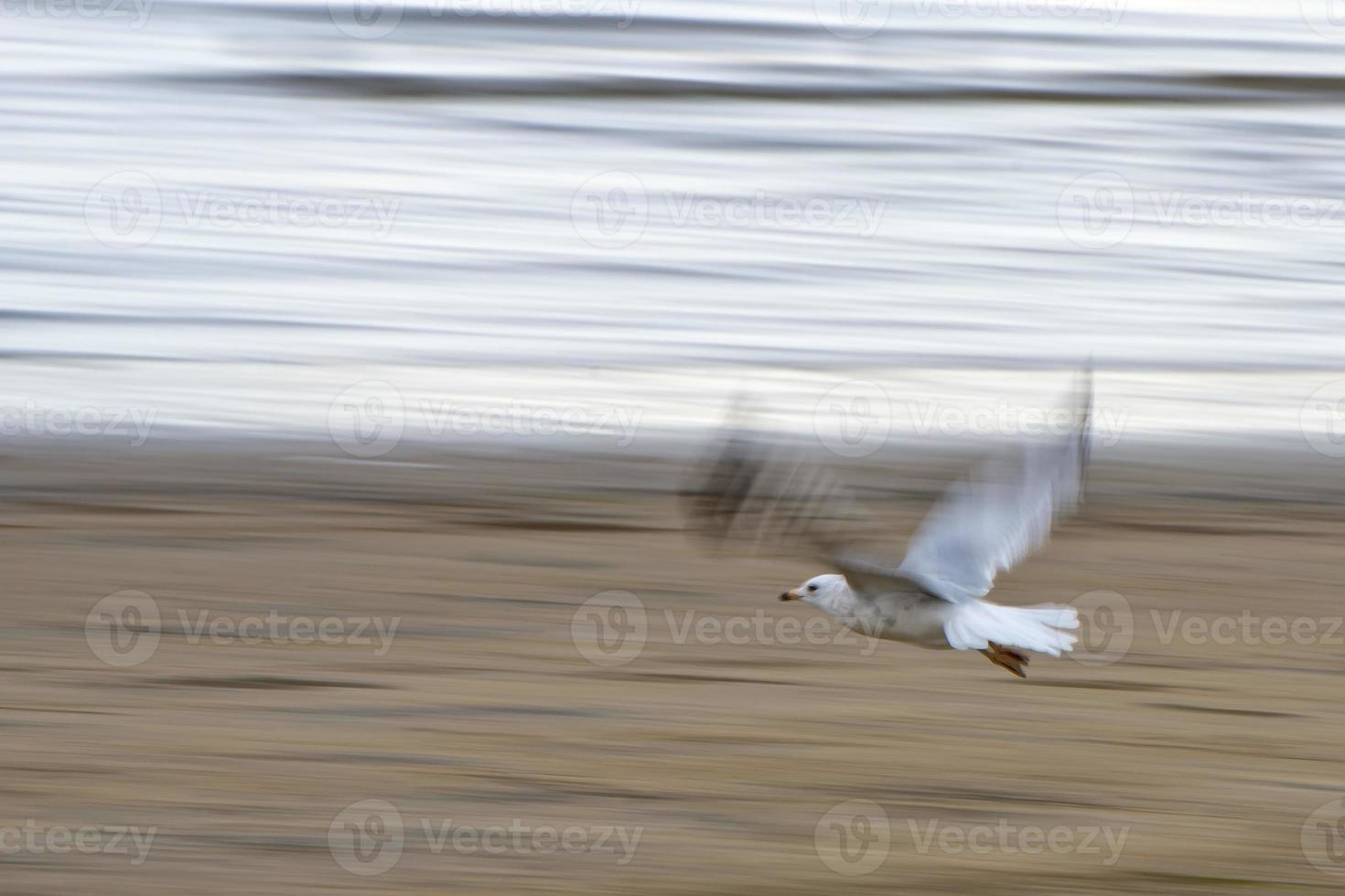 seagulls medan flygande foto